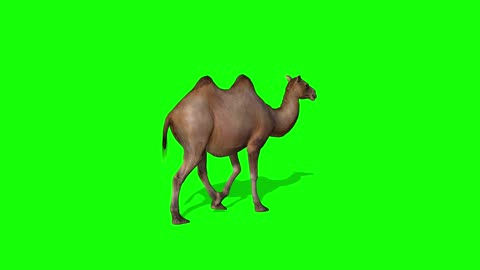 promotional video composed of animal camel walking