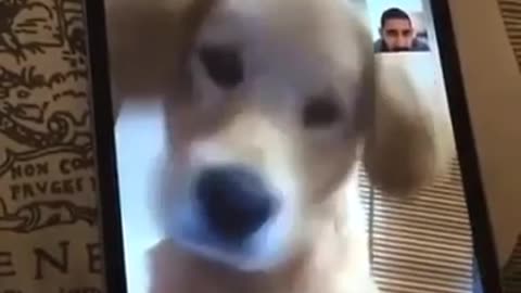 Puppy gets on facetime with owner