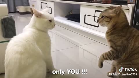 THIS CAT CAN SPEAK ENGLISCH !!