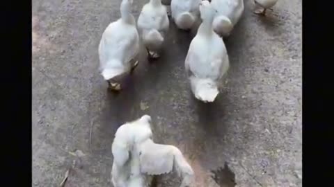 Duck walking style