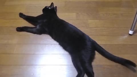 Amazing- Black- Cat