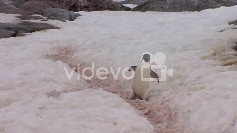 A penguin walks along a snowy path in Antarctica