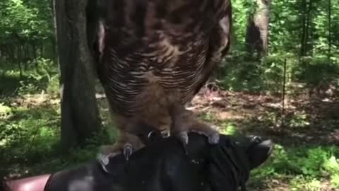 Funny owl rolls it’s head like a pendulum