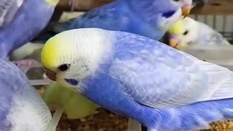Cute Parrot and Funny Parrot video Clip 2021/Lovely and Funny Animals