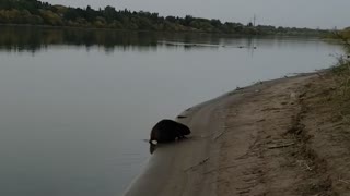 I will follow the beaver