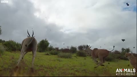 Experience A Thrilling Hunt From a Cheetah's Perspective