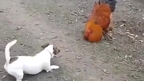 Cute Papy vs chicken 🐓 Excellent