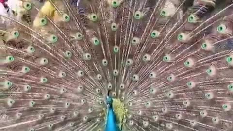 How adorable this Peacock when he shows his feather to public