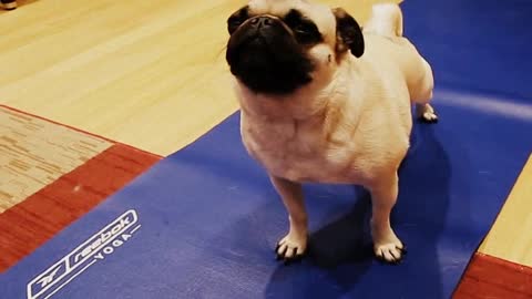 funny dog doing yoga training with owner cute dog video for yoga instrcutor