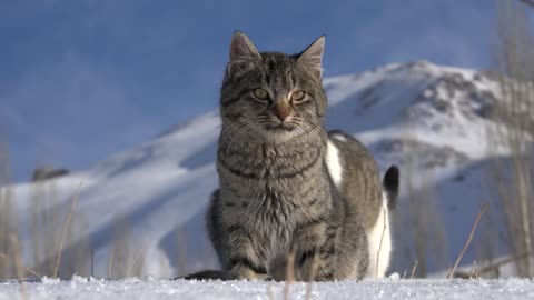 A couple of snow cats /Funny Cats