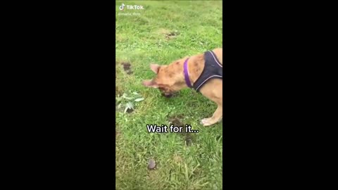 halarious puppy video 2021