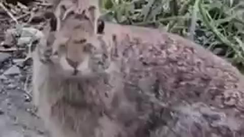CONIGLIO selvatico - wild RABBIT - SHORTS