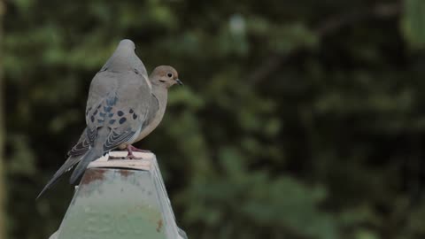 The mourning dove