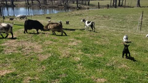 Baby goats greener pastures!