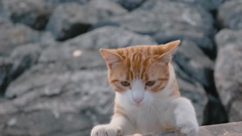 Cute And Funny Cat Video 😍😍😍