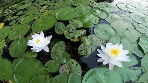 Water Lilies