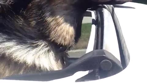 German shepard head out of moon roof driving