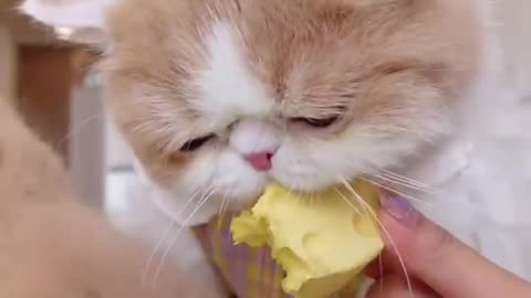 The cat at home is too eatable, let's eat cheese today.