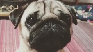 Pug puppy adorably tells off owner