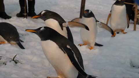 Penguins Standing On Snow