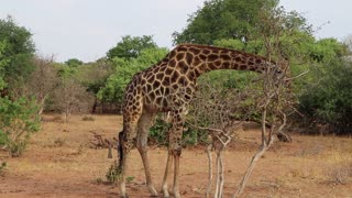 Graceful giraffe feeding in Chobe National Park, Botswana, Africa