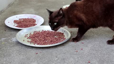 Black hungry cat eats pet food