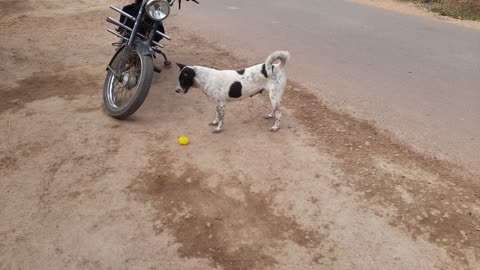 Dog Playing With Ball|| I Think 🐕Dog Like Yellow Color Ball//It's Playing Very Smart,Puchu kutti Joy