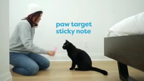 Cat teaching