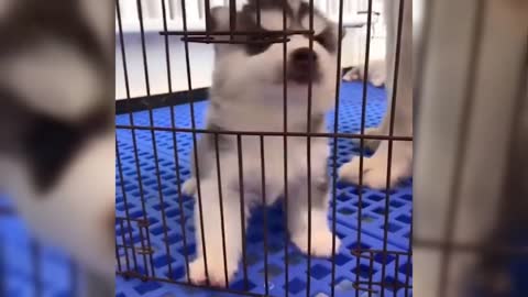 Cute forever you will see Pomeranian puppy, baby dogs, white puppy, golden puppy doing funny things