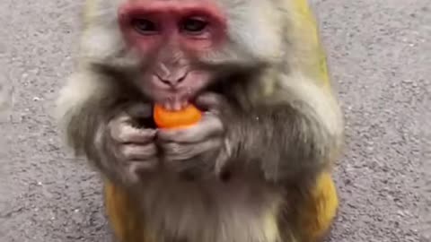 Monkey eat the fruit