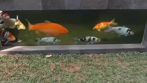 koi fish pond