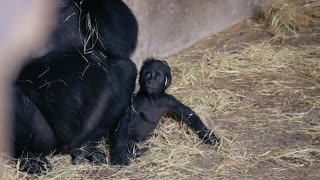 Good morning from our sweet gorilla babies!
