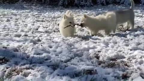 Husky Puppies Fighting Over 1 Stick!: What No One Is Talking About