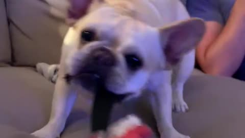 Cute Frenchie plays tug of war