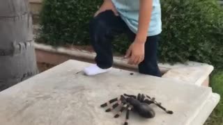 Parent scares toddler with fake spider