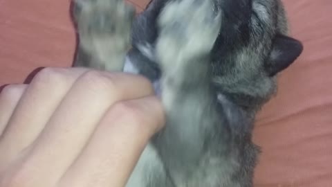 Tickling a newborn Husky puppy