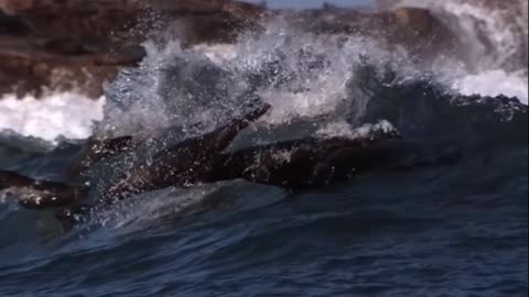 Why Can Shark Hunt Eagle Flying? Wild Life So Amazing