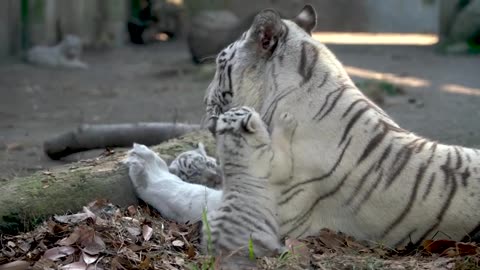 【White Tiger】ホワイトタイガーの赤ちゃん 生後33日 Tiger Cubs