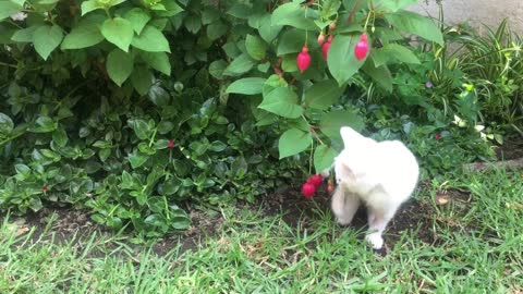 Cute cat play garden with fruits