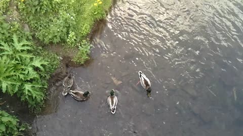 10 Ducks have fun swimmming around and preen themselves. June 1,2021 Germany. Video