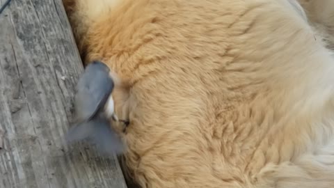 Sleepy Puppy Donates Some Fur to Bird's Nest