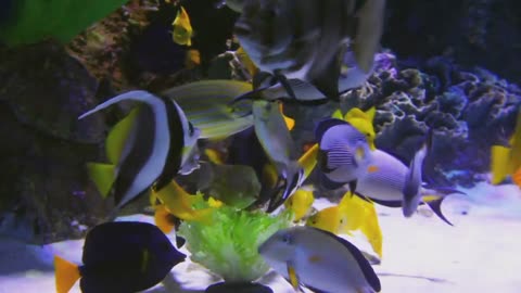 aquarium_-_109182 (540p)