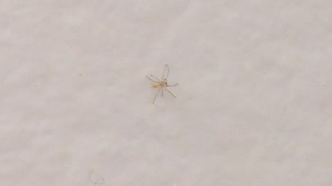 Dancing Spider shaking it's 🍑