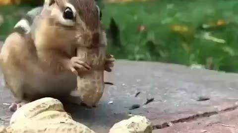 Squirrel eating peanuts