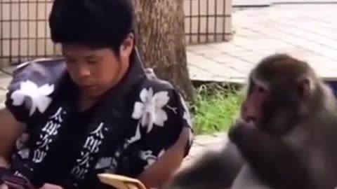 Funny animal dubbing, orangutan becoming a genius