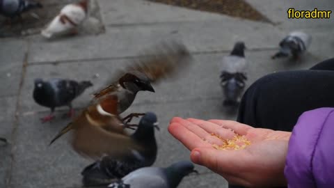 little bird eating from the palm of the hand