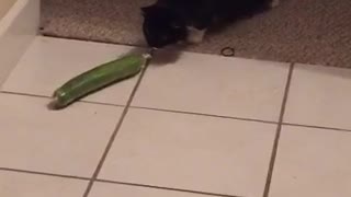 Cat scared of vegetable