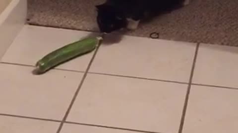 Cat scared of vegetable