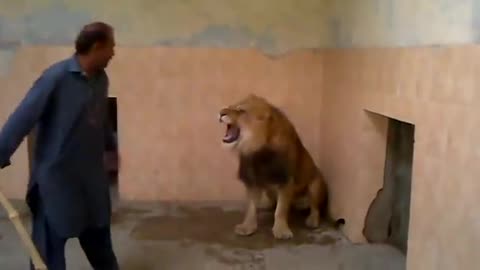 Man fight with lions - Animal Life