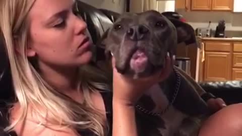 Pitbull getting lots of kisses